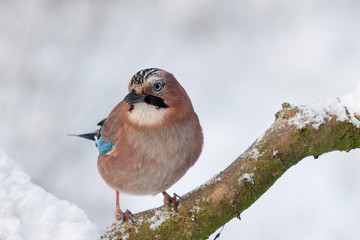 Eichelhäher im Schnee