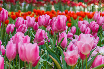 White-pink tulips in the garden