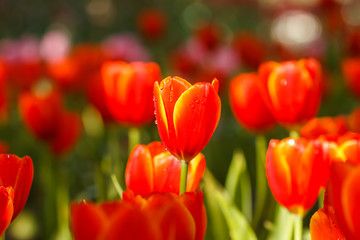 Obraz premium Red Tulips petals orange bud in blurry tulips background