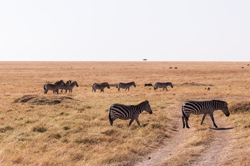 Fototapeta na wymiar zebras in Masai mara