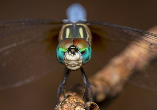 Dragon Fly