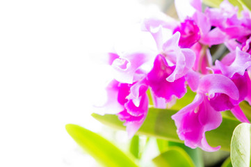 The Orchid  flowers on sunlight in the morning