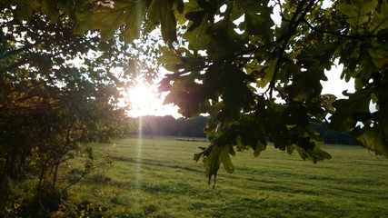 Стадо баранов пасется на лугу