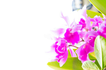 The Orchid  flowers on sunlight in the morning