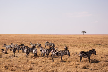 Fototapeta na wymiar zebras in Masai mara