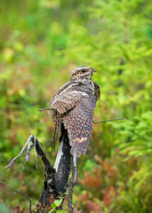 Female nightjar sitting on a dry tree