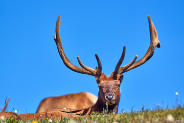 Naklejka na ściany i meble Bull Elk in velvet