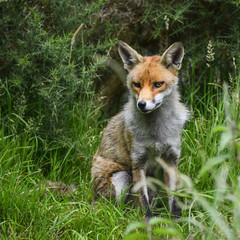 Stunning image of red fox vulpes vulpes in lush Summer countrysi