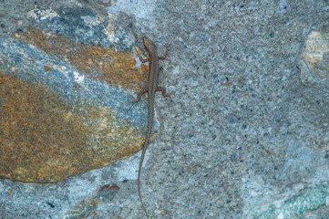 lizard in the foreground on the stone