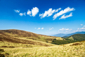 hill side meadow in summer