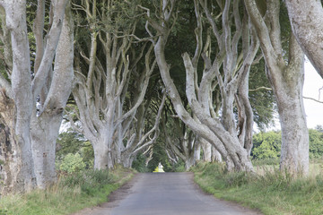 Dark Hedges, County Antrim, Northern Ireland