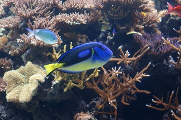 Stunning blue tang tropical fish (paracanthurus hepatus) on amazing coral background