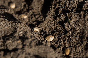 Some hemp seeds are being sown in brown soil