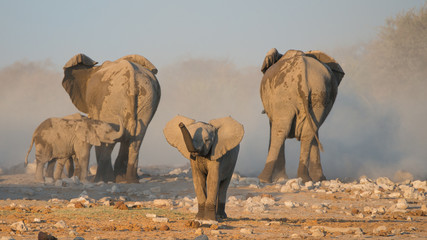 Elephant calf smelling the air