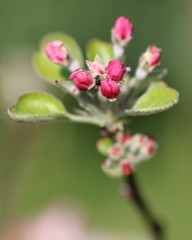pink buds of small flowers