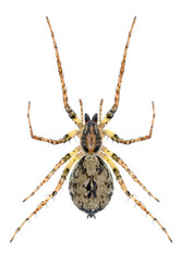 Spider Anyphaena accentuata on a white background