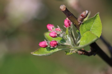 pink buds of small flowers