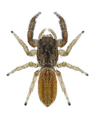 Spider Marpissa radiata on a white background