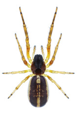 Spider Singa nitidula on a white background