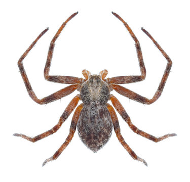Spider Heliophanus auratus on a white background