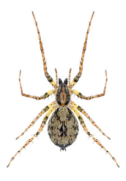 Spider Anyphaena accentuata on a white background