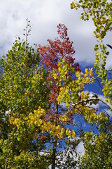 Fall Foliage 