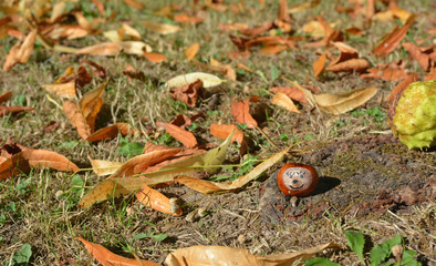 Marron souriant, l'automne est là!