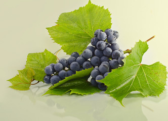 a bunch of grapes lying on the surface of the light