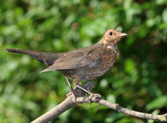 Close up of a young blackbird