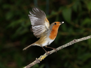 Close up of a robin taking off