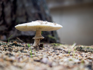 オオシロカラカサタケ