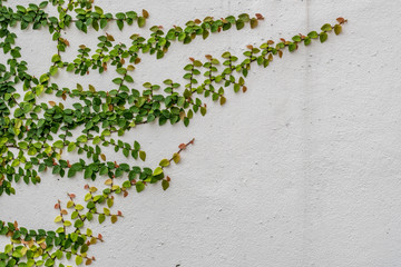 White concrete wall with plants