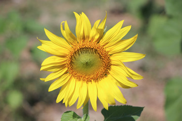 Close up of Big Yellow Sun flower 
