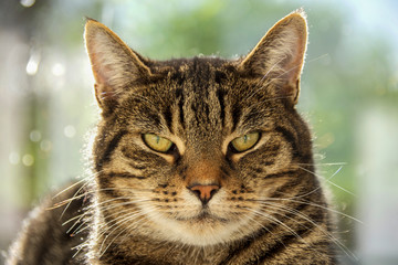 Fototapeta premium Tabby Cat Portrait