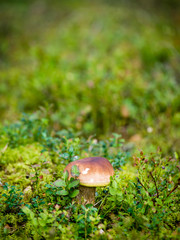 mushrooms on green background