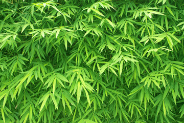 Bush bamboo leaves bright green color used as the background. - Powered by Adobe