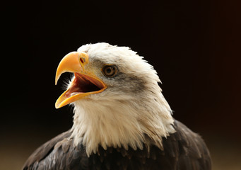 Portrait up of a Bald Eagle