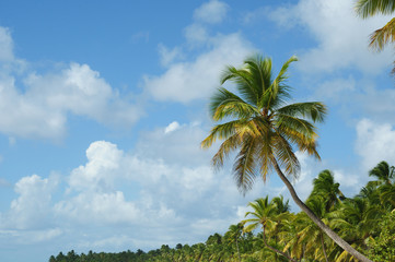 Fototapeta na wymiar Palm Trees In Front Of Azure Skyline.