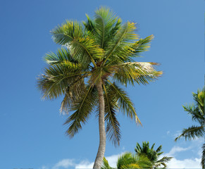 Fototapeta premium Palm Trees In Front Of Azure Skyline.