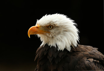 Portrait up of a Bald Eagle
