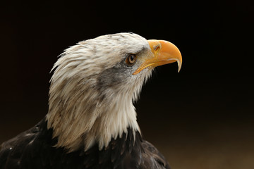Portrait up of a Bald Eagle