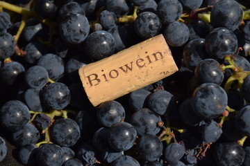 Trauben für Rotwein mit Korken, Biowein
