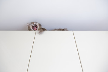 Chewie the cat yawning from above