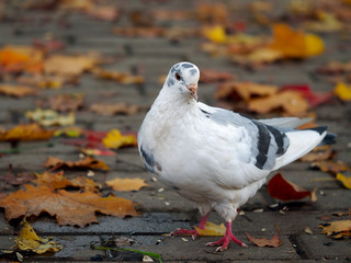 White pigeon walking on the footpath in the park. Fall, autumn leaves, bridge