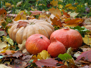 Naklejka na ściany i meble Pumpkins are among the bright autumn leaves