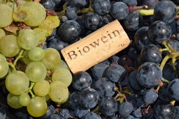Trauben für Rotwein und Weißwein mit Korken, Biowein