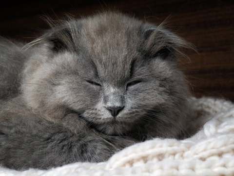 Gray cat sleeping. Many fur, muzzle contented kitten close