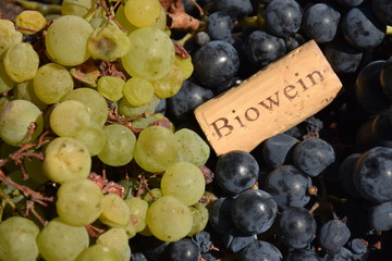 Trauben für Rotwein und Weißwein mit Korken, Biowein