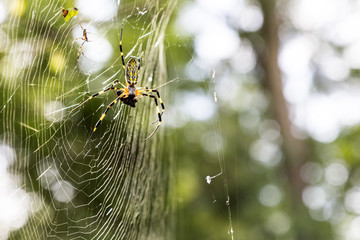 Spider with prey on web in nature