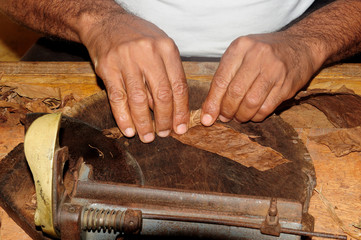 a cigar factory in the Dominican Republic. master hand twists a cigar. photo toned.